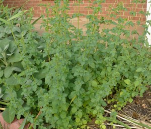 oregano