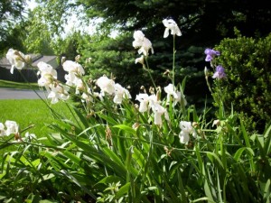 irises