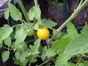 first tomato