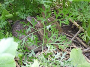 baby bunny