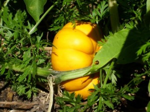 orangepumpkin