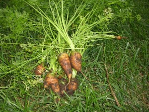 carrots