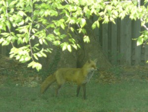 foxy lady