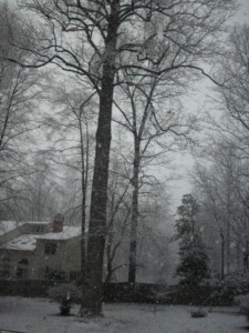 winter wonderland