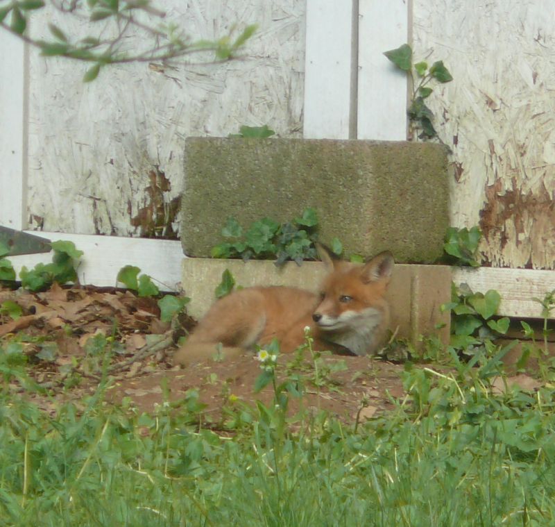 comfy fox