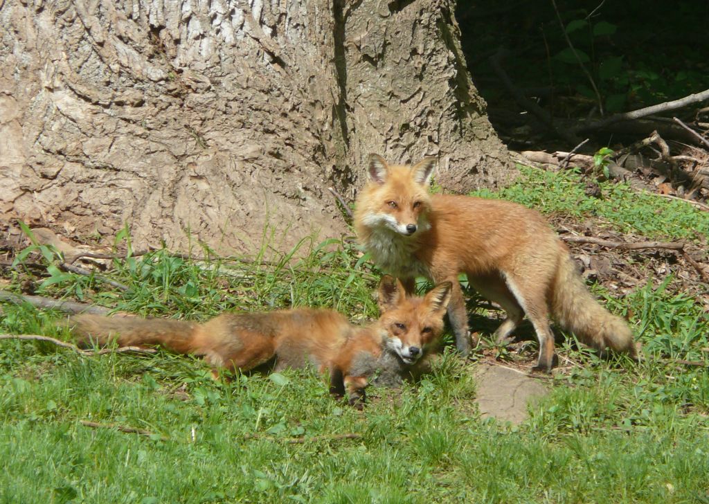 foxy duo 2