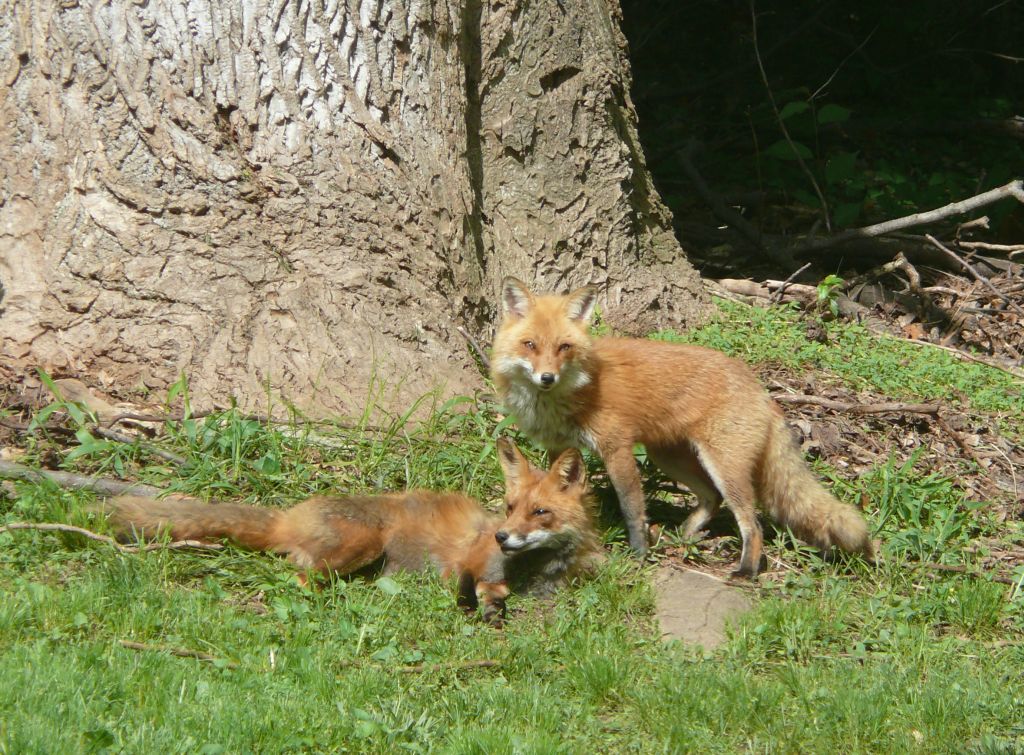 foxy duo
