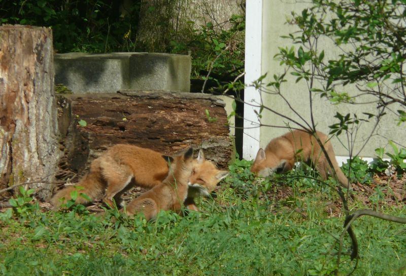 grooming 2
