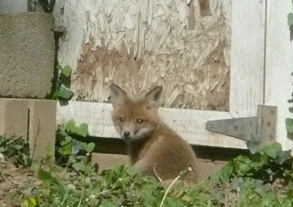 sweet fox