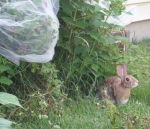 bunnyrasps