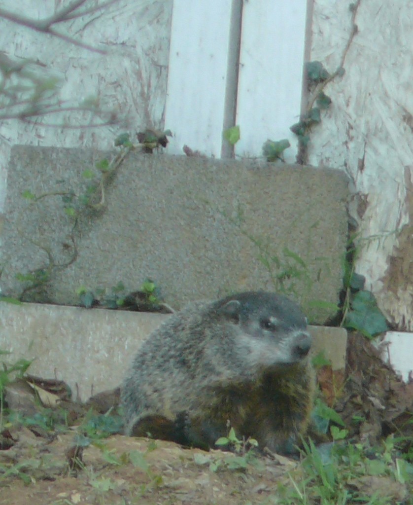 woodchuck shed