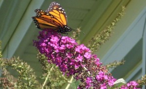 big orange flutter