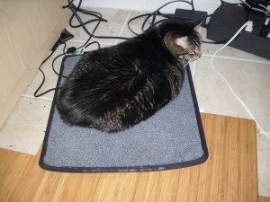 cat mat