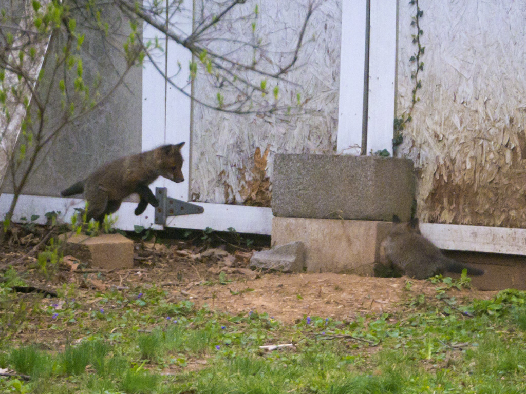 2014-04-19 - Baby foxes 02