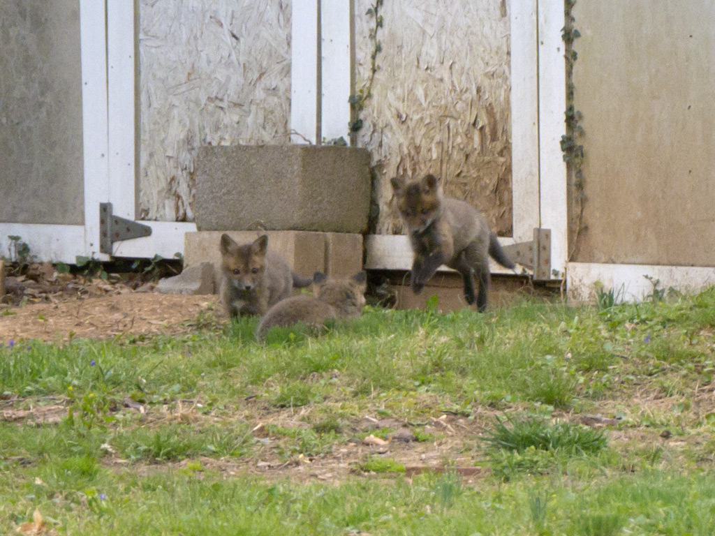 2014-04-19 - Baby foxes 03