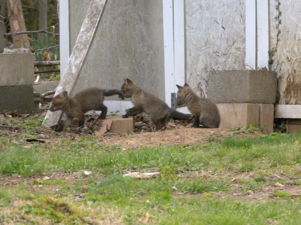 2014-04-19 - Baby foxes 05