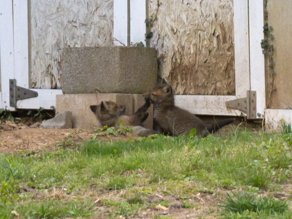 2014-04-19 - Baby foxes 07