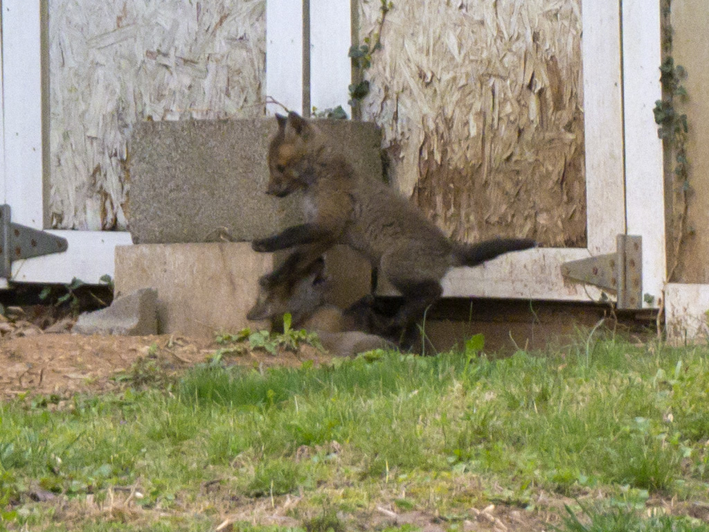2014-04-19 - Baby foxes 08