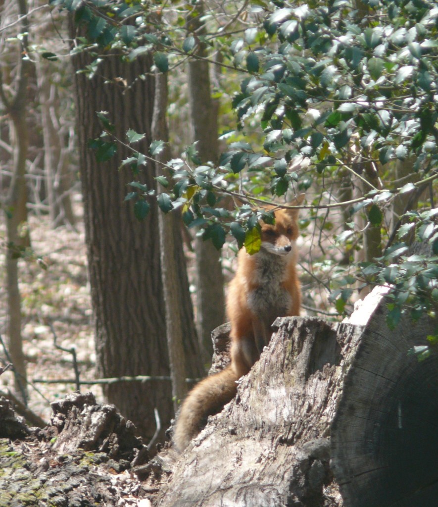 foxy mom log