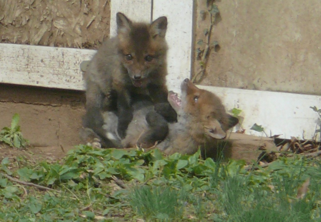 goofball foxies