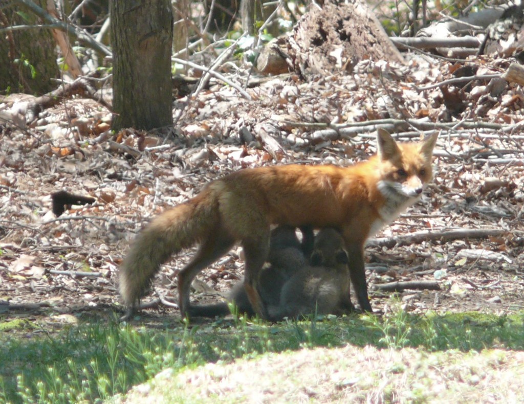 momma nursing