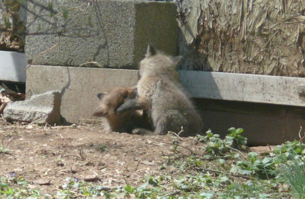 wrestling foxies