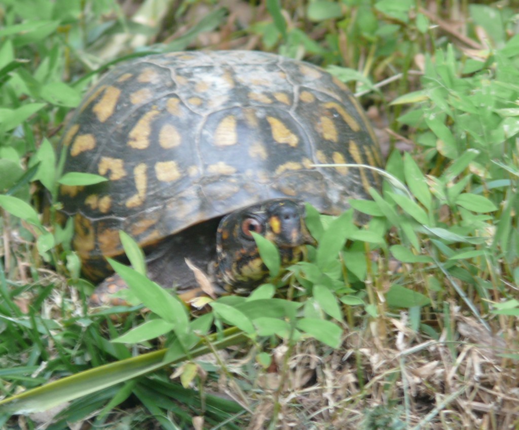 turtle 14
