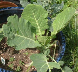 july collards