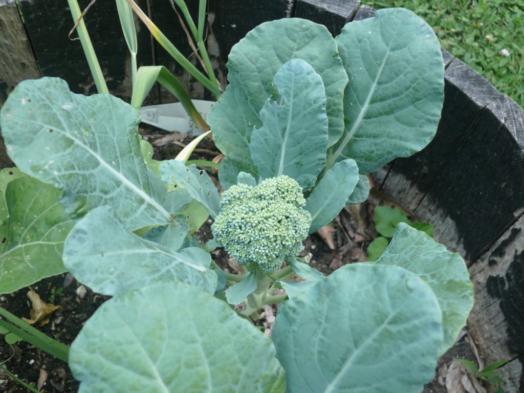 mah broccoli