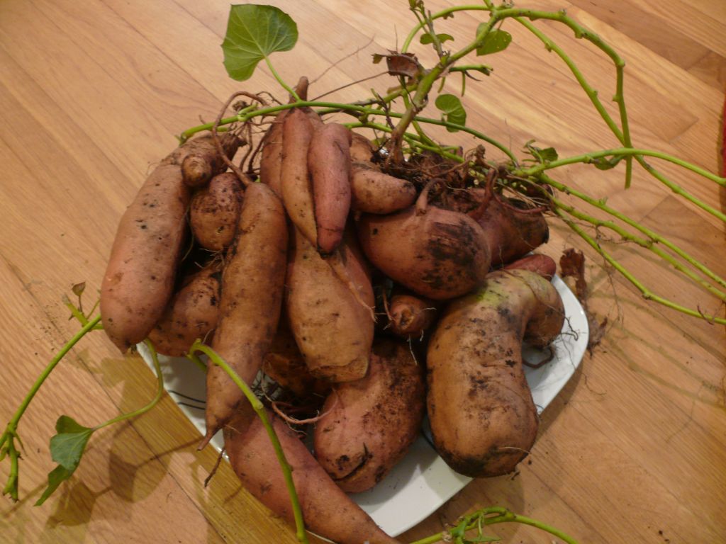 sweet potatoes 2014