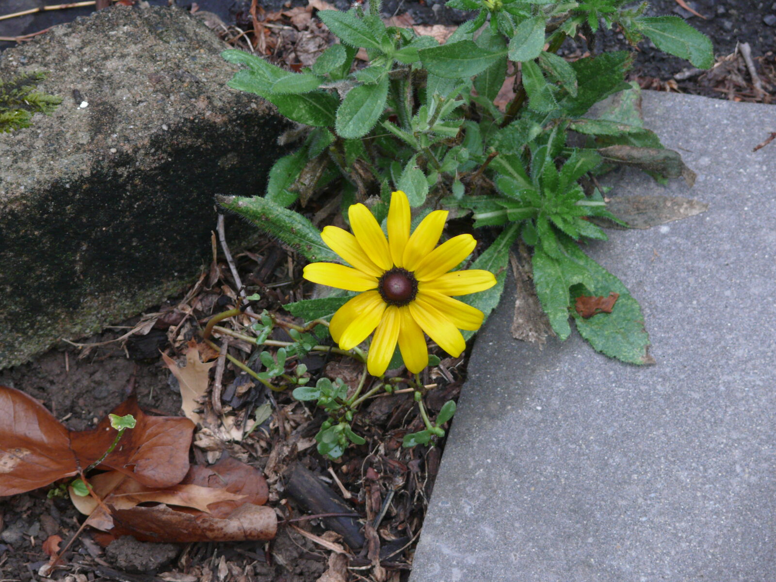 black eyed susan